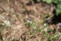 Thesium humifusum subsp. divaricatum