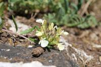 Teucrium montanum