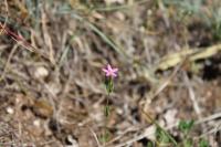 Centaurium pulchellum