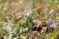 Malva setigera