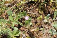 Malva setigera