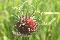 Allium vineale
