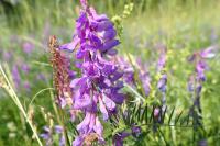 Vicia tenuifolia
