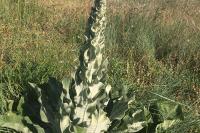 Verbascum pulverulentum
