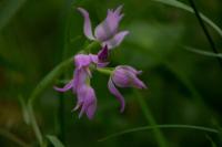 Cephalanthera rubra