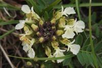 Teucrium montanum
