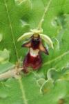 Ophrys insectifera