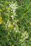 Stachys recta