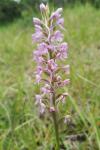 Gymnadenia conopsea