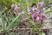 Thymus praecox