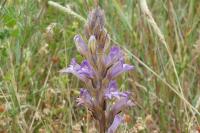 Phelipanche arenaria