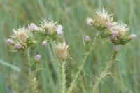 Carduus pycnocephalus