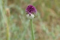 Allium sphaerocephalon