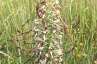 Himantoglossum hircinum