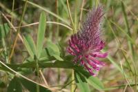 Trifolium rubens