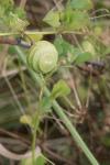 Medicago orbicularis
