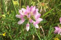 Coronilla varia