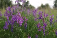 Vicia tenuifolia