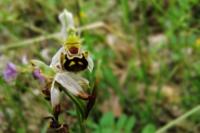 Ophrys apifera