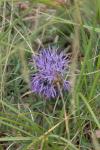 Carthamus mitissimus