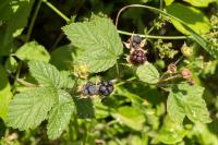 Rubus caesius