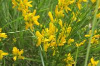 Genista tinctoria