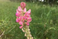 Onobrychis viciifolia