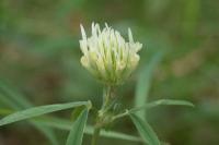 Trifolium ochroleucon