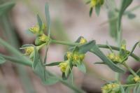 Euphorbia exigua