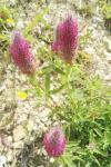 Trifolium rubens