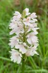 Dactylorhiza maculata