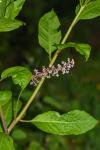 Phytolacca americana
