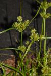 Cyperus eragrostis
