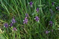Melampyrum cristatum