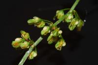 Rumex sanguineus