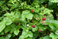 Fragaria vesca