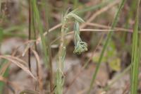 Petrosedum rupestre