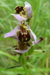 Ophrys apifera