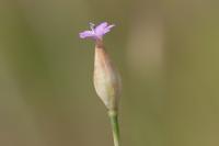 Petrorhagia prolifera