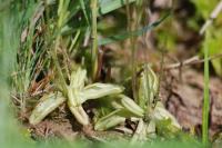 Pinguicula lusitanica