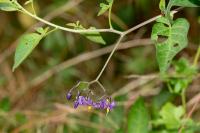 Solanum dulcamara