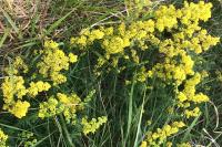 Galium verum