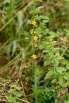 Agrimonia eupatoria