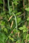 Carex flacca