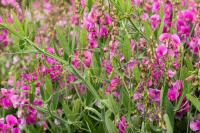 Lathyrus latifolius