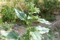 Chenopodiastrum murale