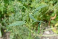 Atriplex patula