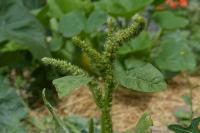 Amaranthus hybridus