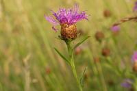 Centaurea jacea subsp. jacea