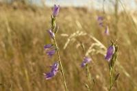 Campanula rapunculus